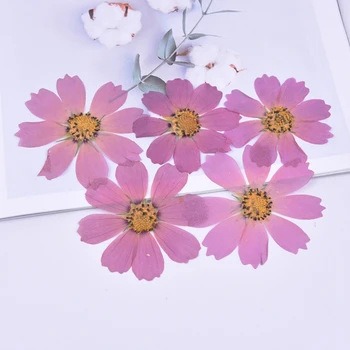 100buc Naturale Presate Galsang Flori Atingere Reală de Flori Uscate pentru DIY Invitatie de Nunta semn de carte Cadou Card Lumânare Parfumată Decor