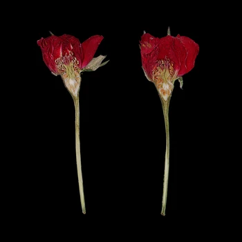 10x Apăsat Real de Flori Uscate de Trandafir Pentru DIY Rășină de Turnare Lumânare Decor