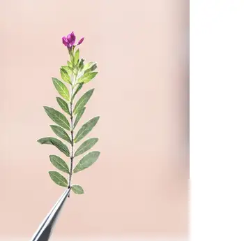 120pcs Presat Flori Uscate Tagetes patula L. Plante Ierbar Pentru Rășină Epoxidică de Luare de Bijuterii Machiaj Fata Nail Art Ambarcațiuni DIY
